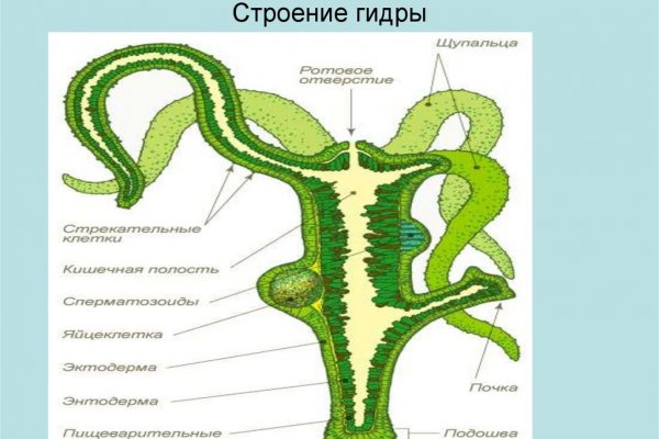 Кракен точка